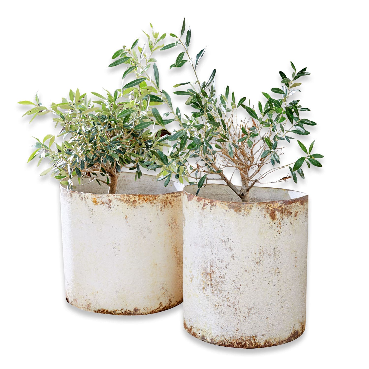 Set de 2 macetas Sconne Dos macetas metálicas blancas con efecto óxido y plantas verdes, decoración de jardín