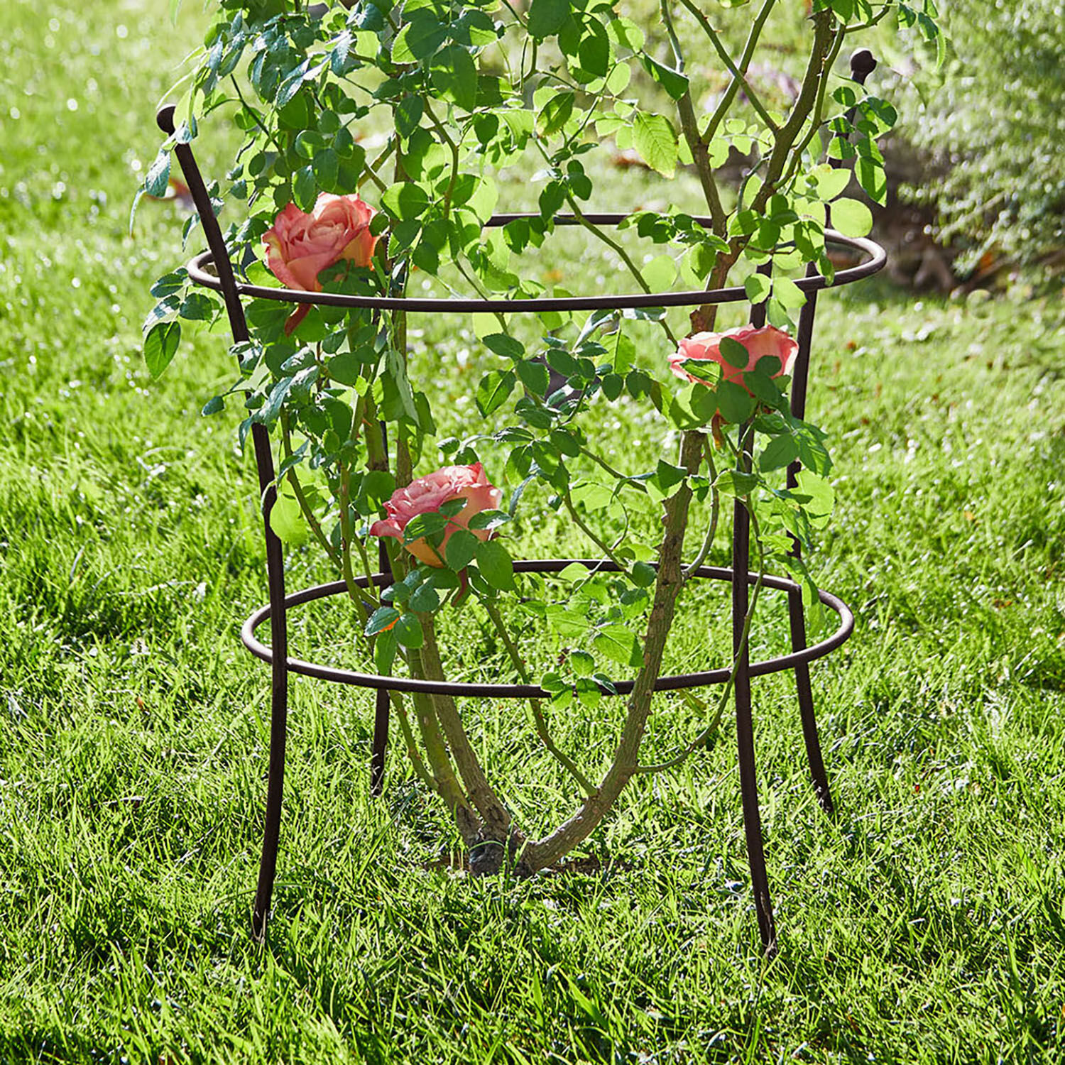 Enrejado Hearne Soporte metálico marrón para plantas en jardín, sostiene rosas trepadoras sobre césped verde