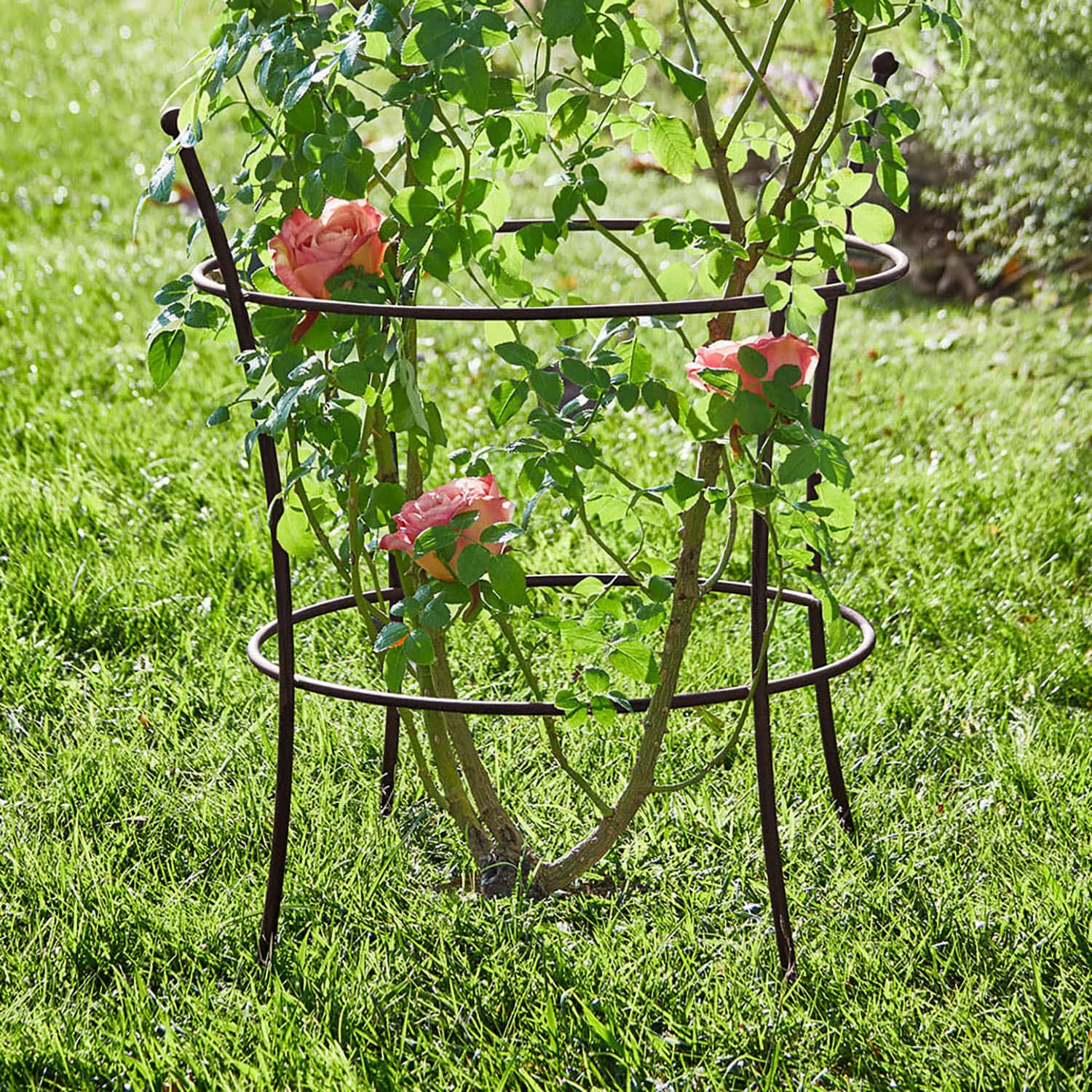 Enrejado Hearne Soporte metálico marrón para plantas en jardín, sostiene rosas trepadoras sobre césped verde