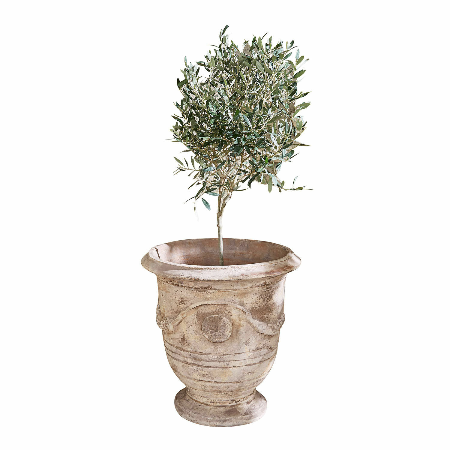 Maceta Garwood Maceta de terracota beige con planta verde, perfecta para decoración interior y exterior