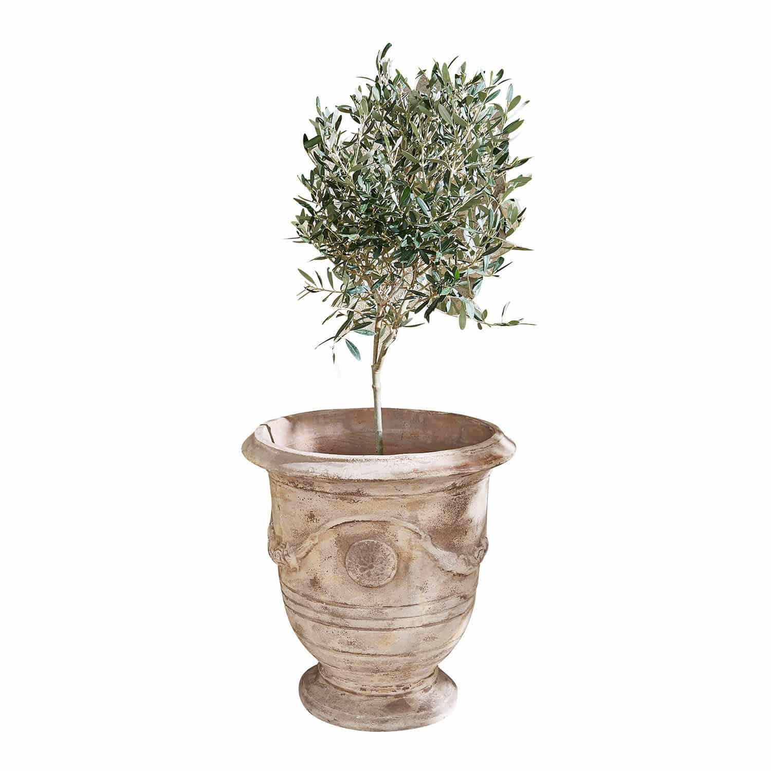 Maceta Garwood Maceta de terracota beige con planta verde, perfecta para decoración interior y exterior