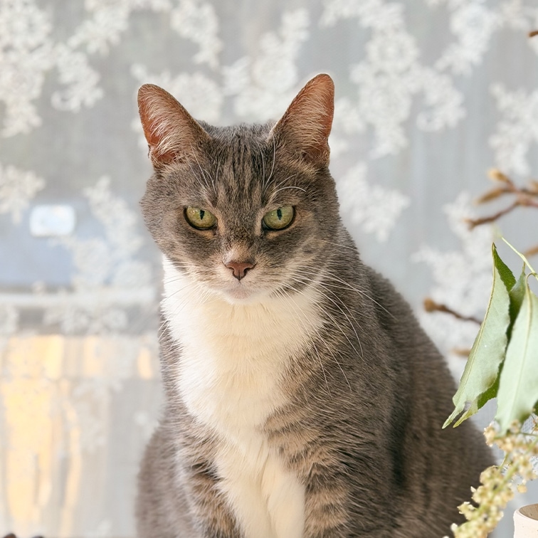 Gato gris y blanco con ojos verdes sentado frente a una cortina con patrón en una habitación luminosa