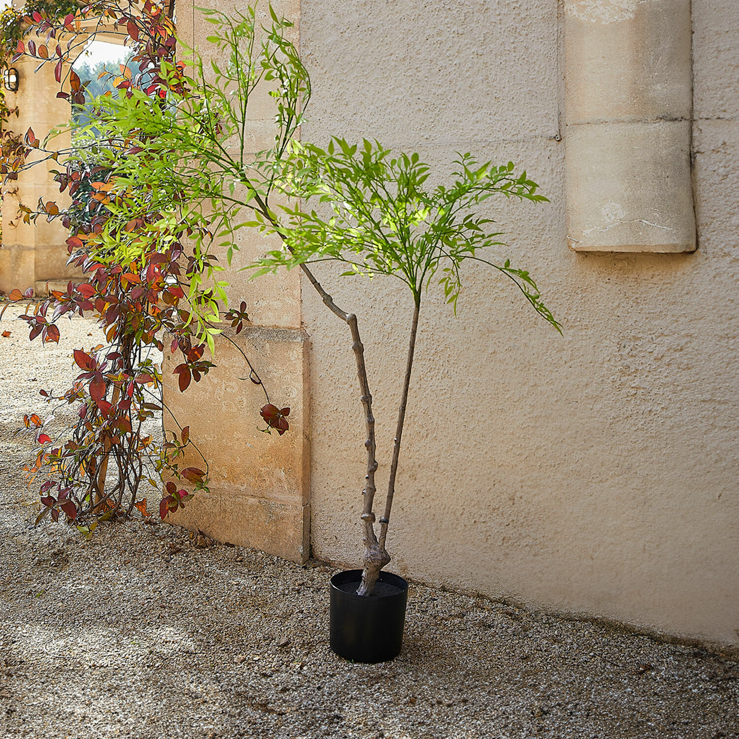 Planta decorativa en maceta de segunda opción Avenelle
