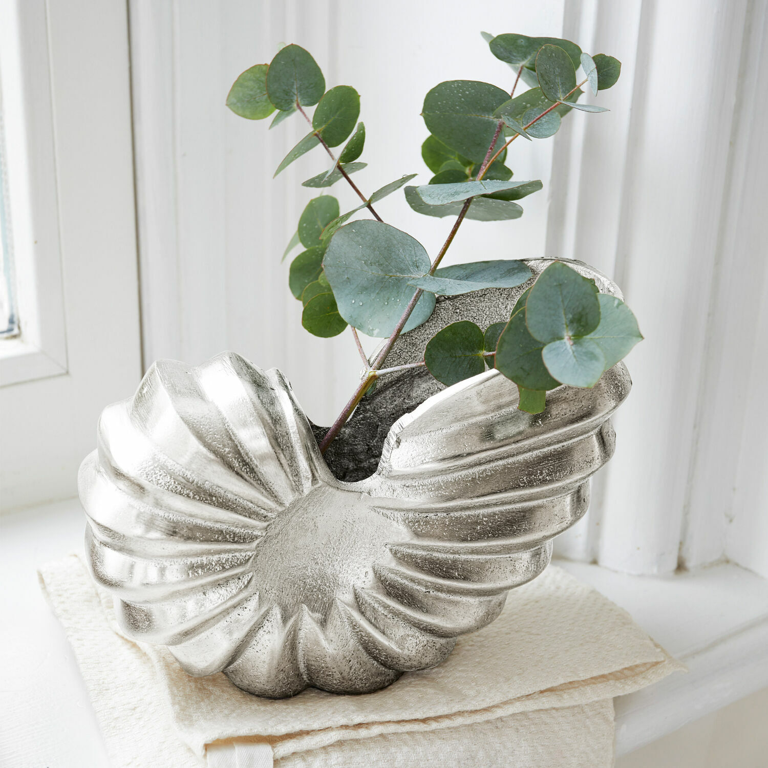 Amonita decorativa Whirl