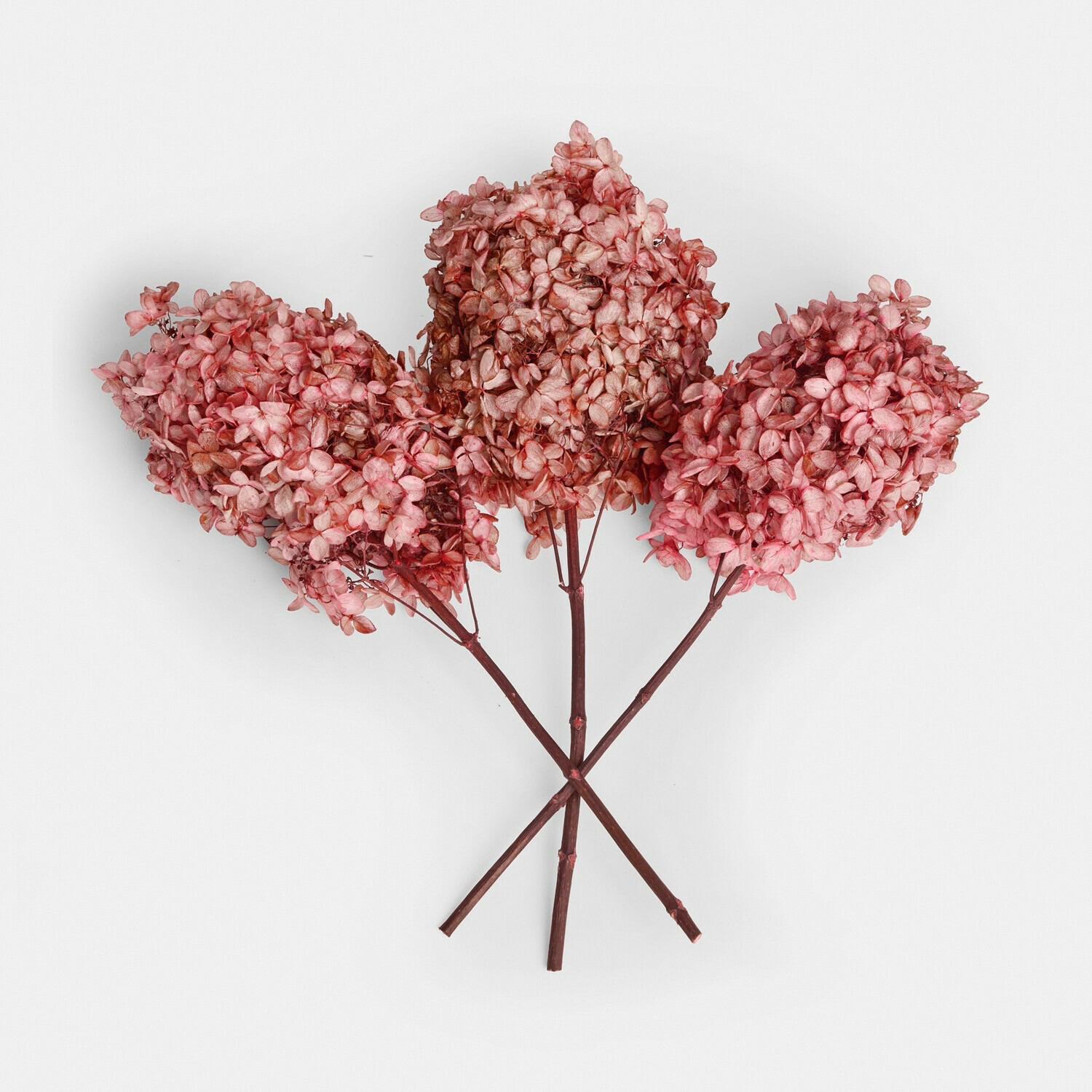 Tres flores secas de hortensia en tonos rosas para decoración y arreglos florales