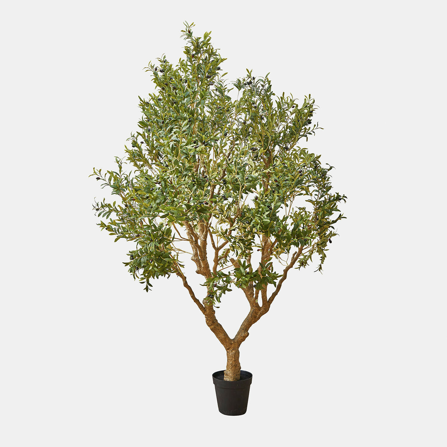 Olivo decorativo Nolaria