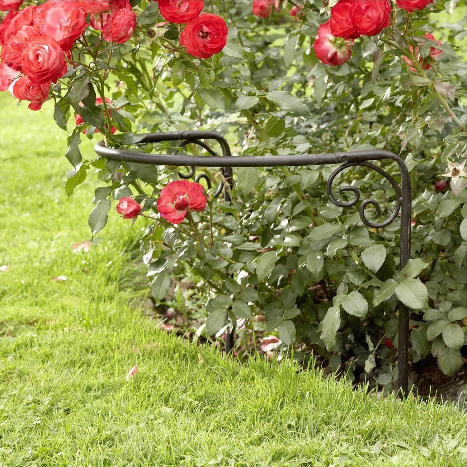 Soporte para rosas Cunfin Bordura de jardín metálica negra con adornos junto a rosas rojas y césped verde
