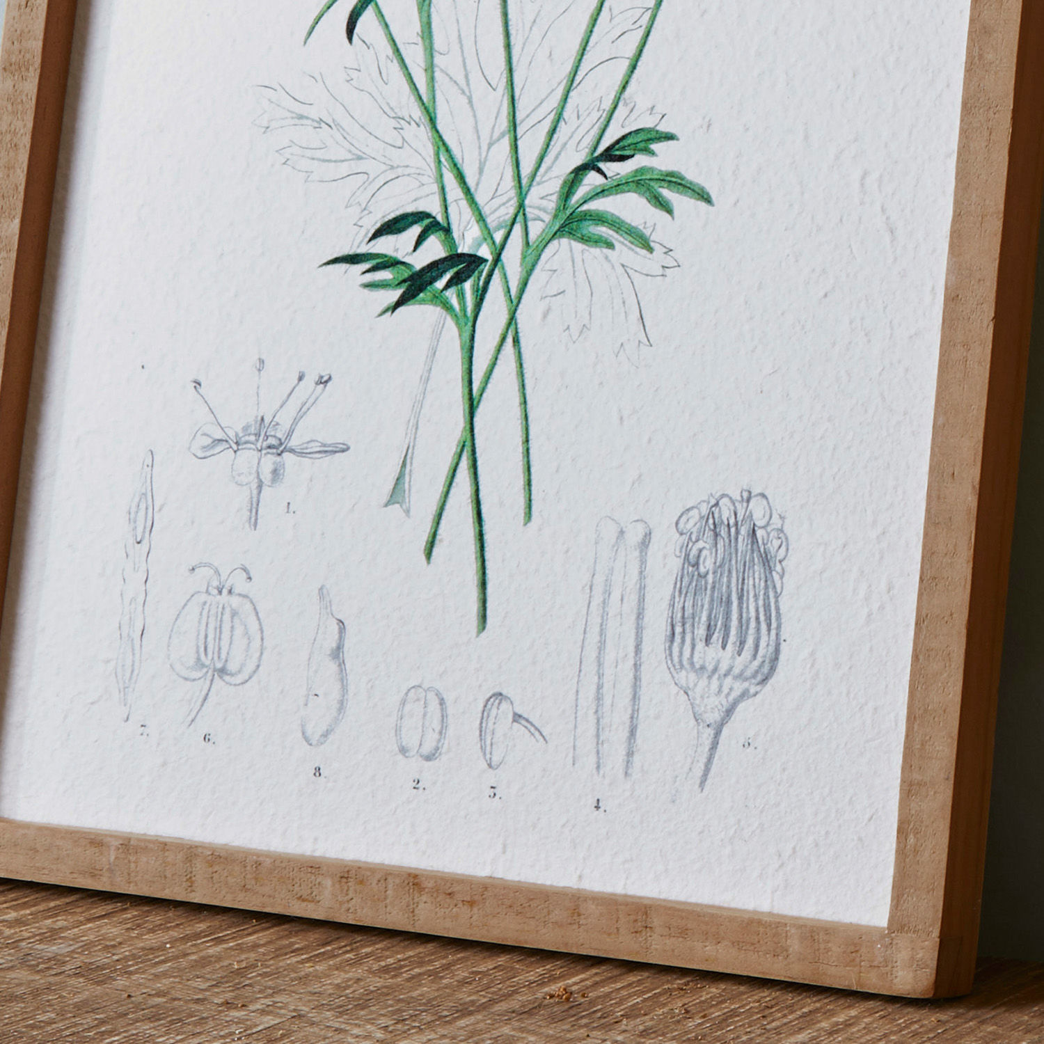 Set de 2 cuadros Botanic