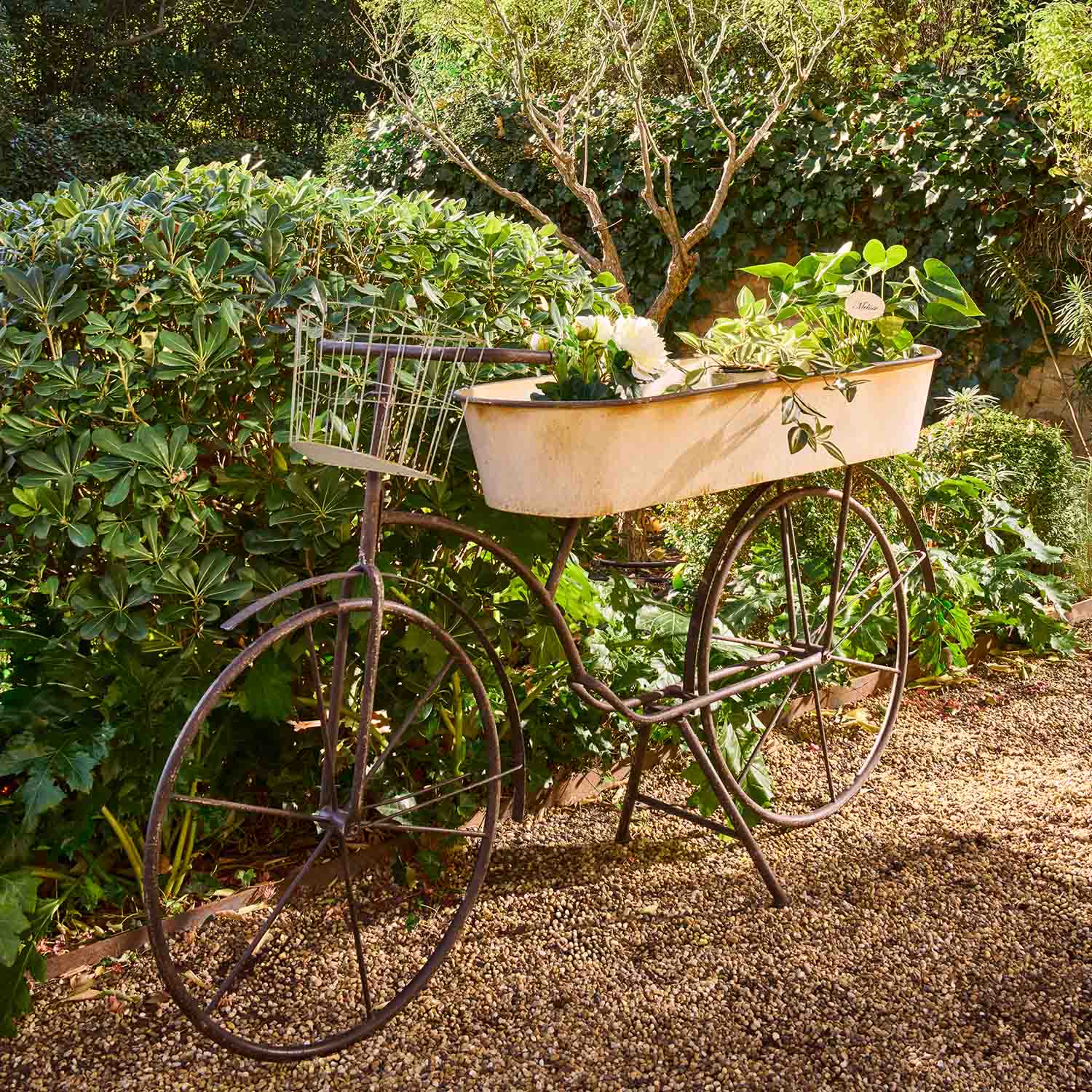 Bicicleta decorativa de metal con maceta blanca y plantas verdes en jardín sobre camino de grava