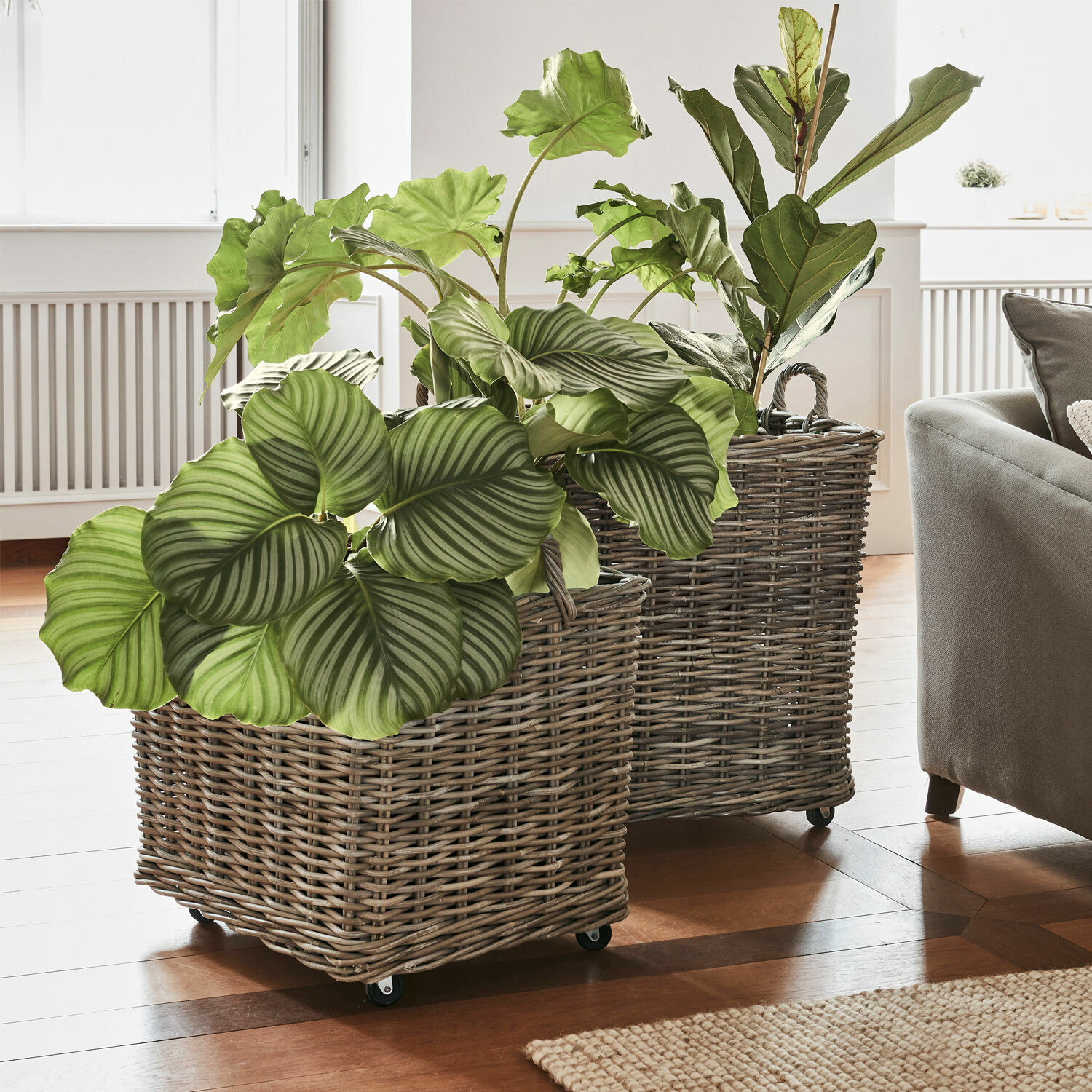 Set de 2 cestos para plantas Gialousa Dos maceteros de mimbre gris con ruedas y plantas verdes en sala luminosa con suelo de madera