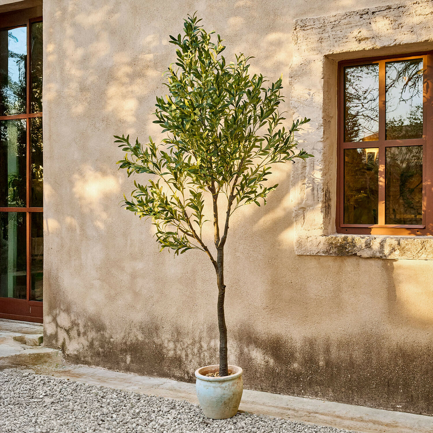 Árbol de olivo en maceta beige claro frente a pared con ventana, planta decorativa para jardín