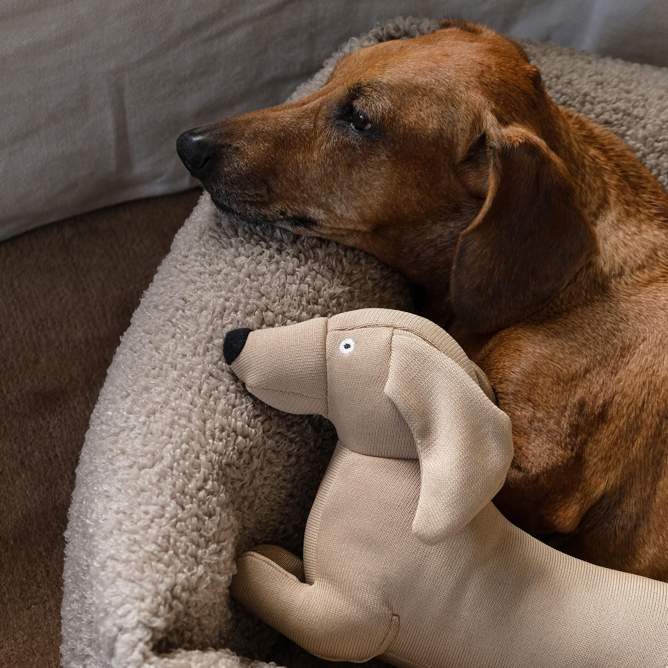 Perro marrón acostado en cama beige suave junto a un juguete de peluche beige con forma de perro