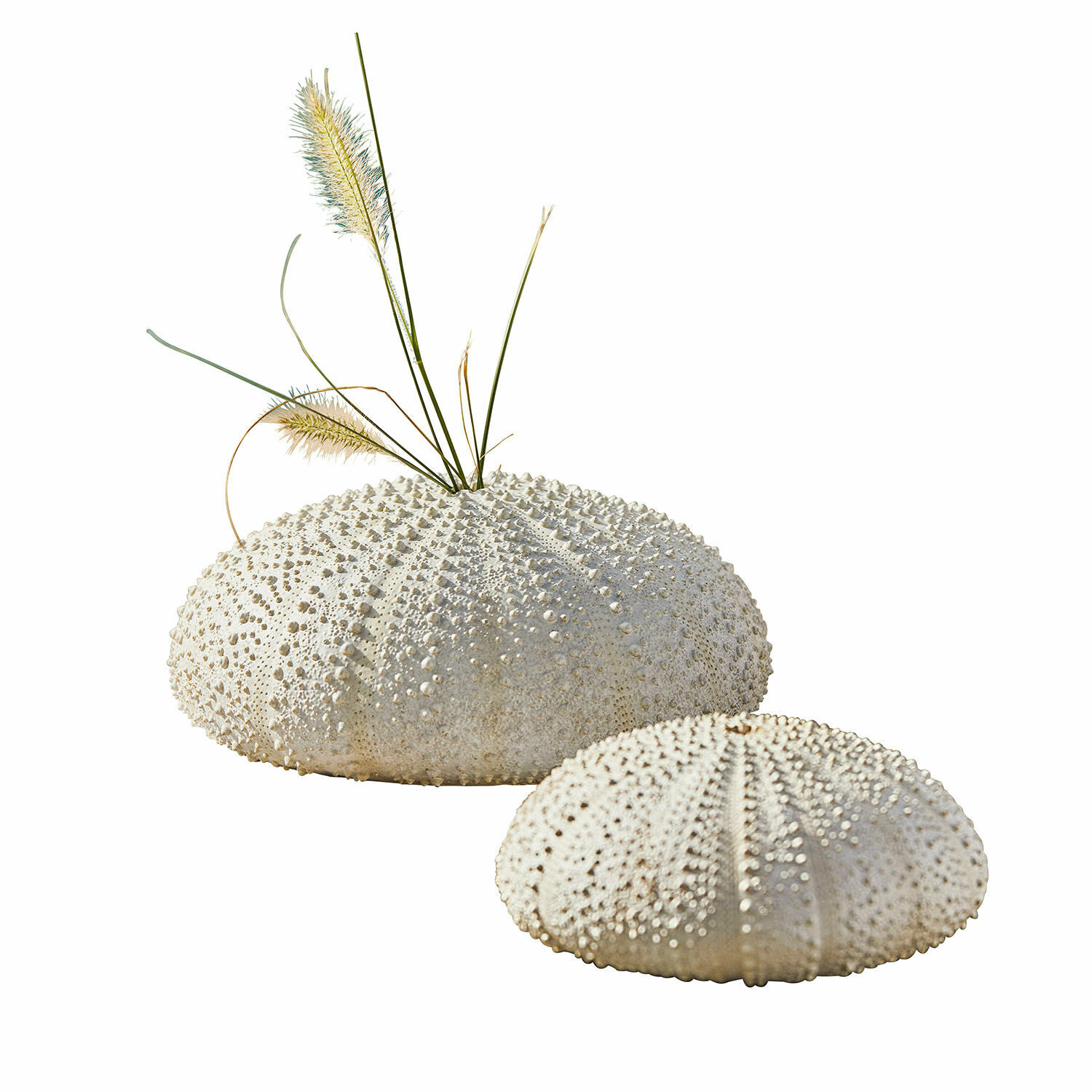 Set de 2 erizos de mar decorativos Kimbar Erizos de mar blancos decorativos con textura, uno con hierbas secas, adorno para interiores