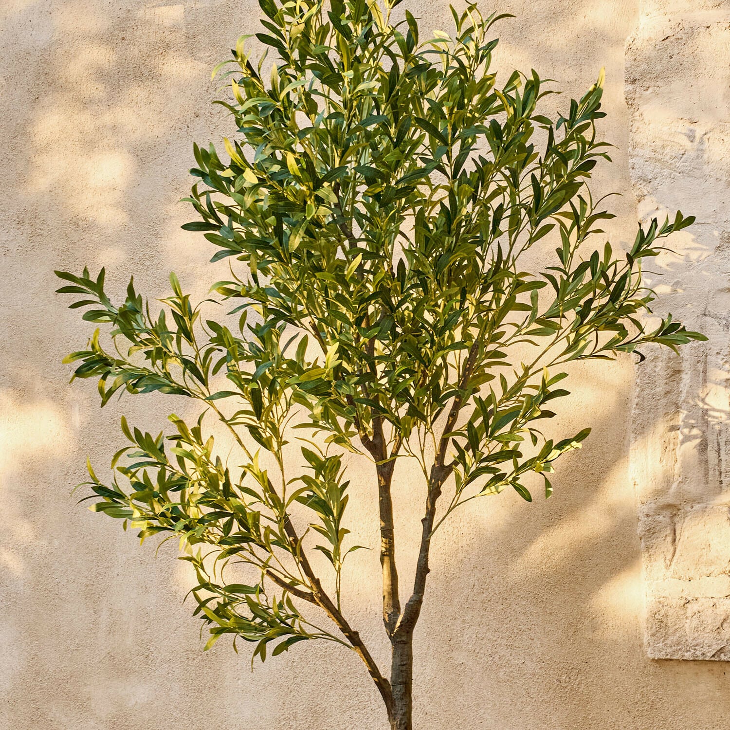 Olivo decorativo Faelira