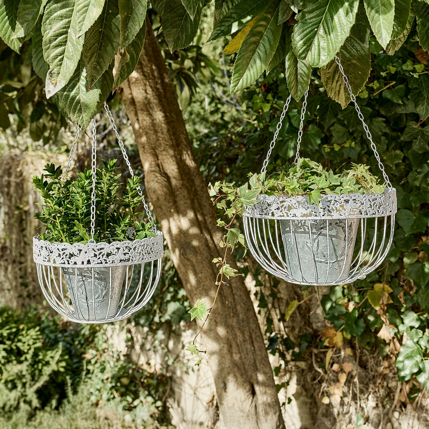 Dos cestas colgantes de metal blanco con plantas verdes colgadas de un árbol en un jardín