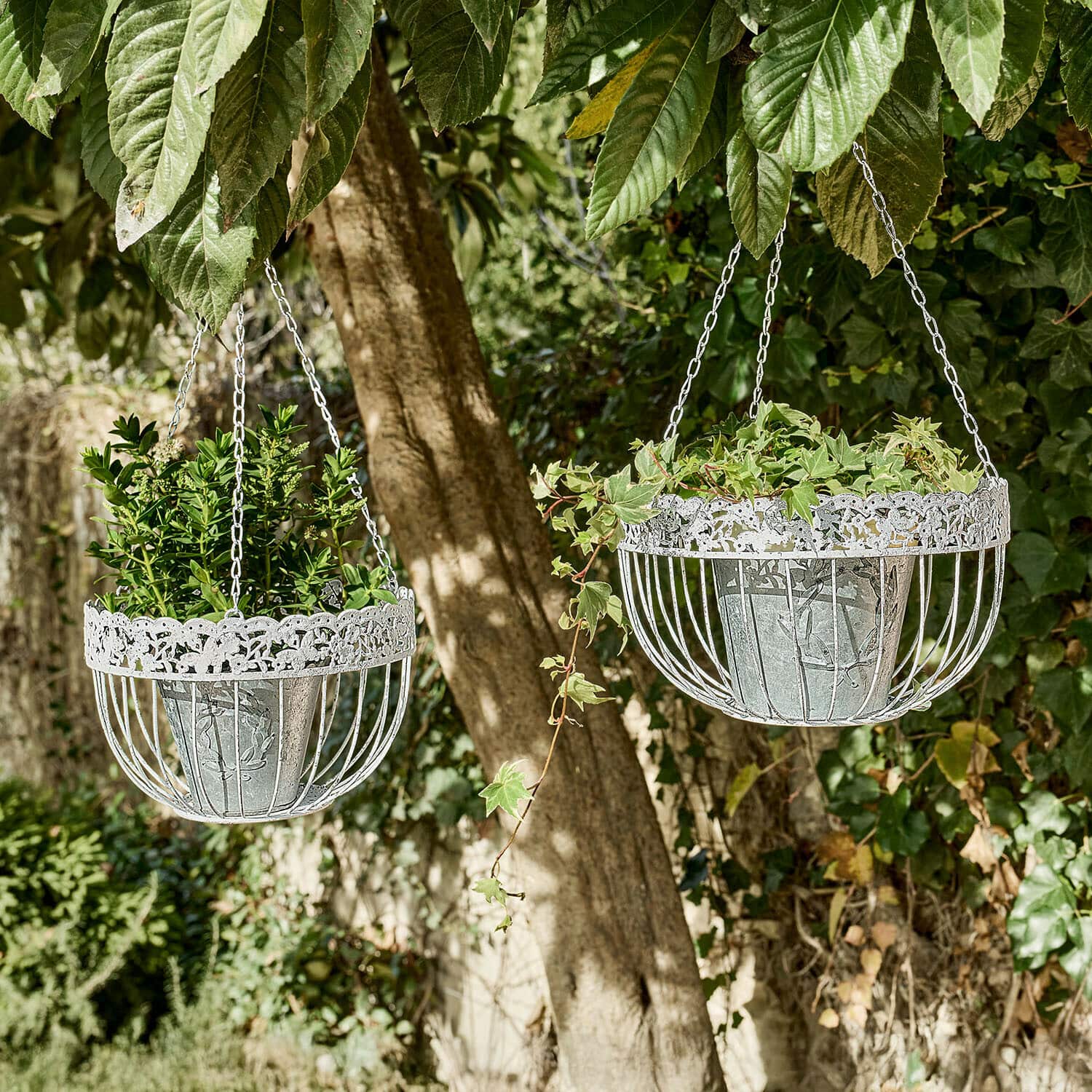 Set de 2 cestas colgantes Iveralia Dos cestas colgantes de metal blanco con plantas verdes colgadas de un árbol en un jardín