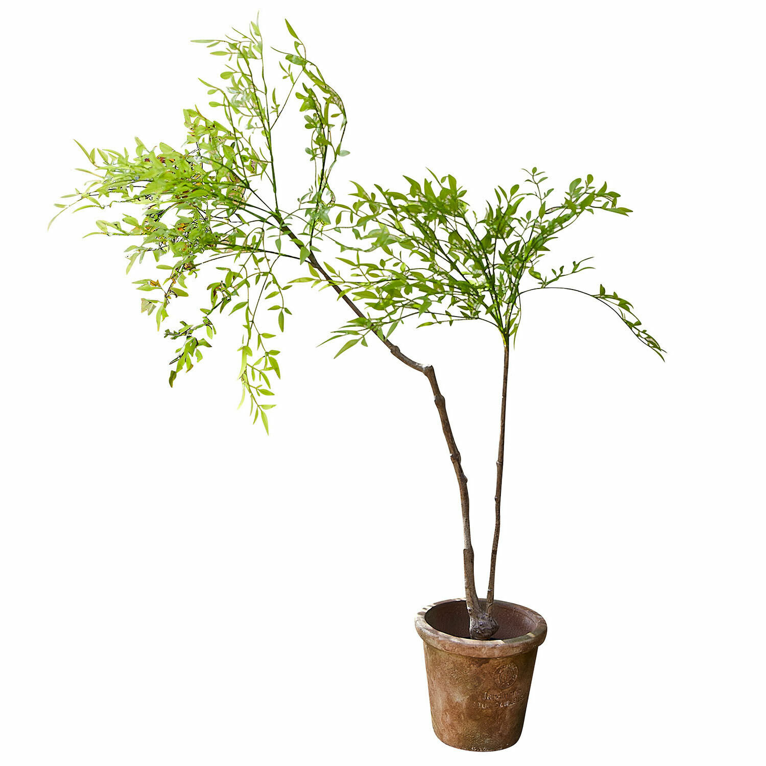 Planta decorativa en maceta de segunda opción Avenelle