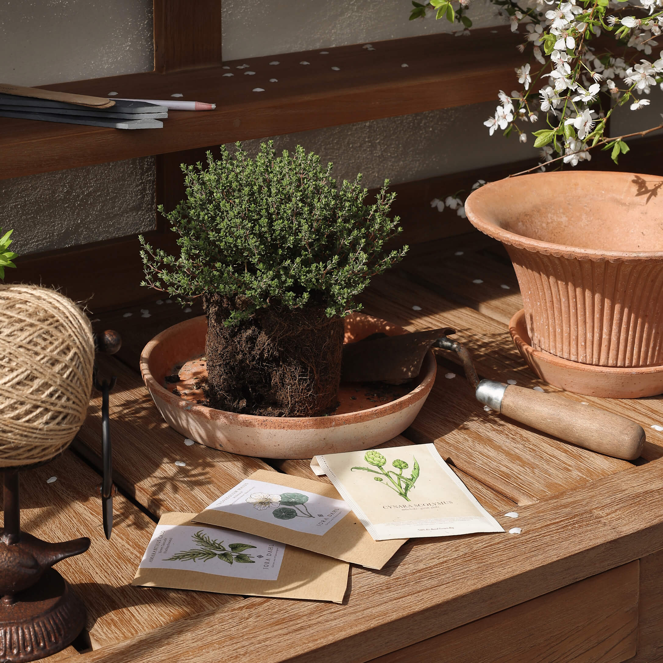 Set de jardinería con maceta de terracota, planta verde y sobres de semillas sobre mesa de madera