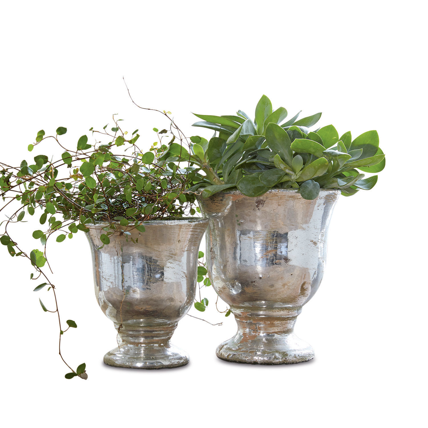 Dos macetas de vidrio plateado con plantas verdes, decoración para interiores y jardín