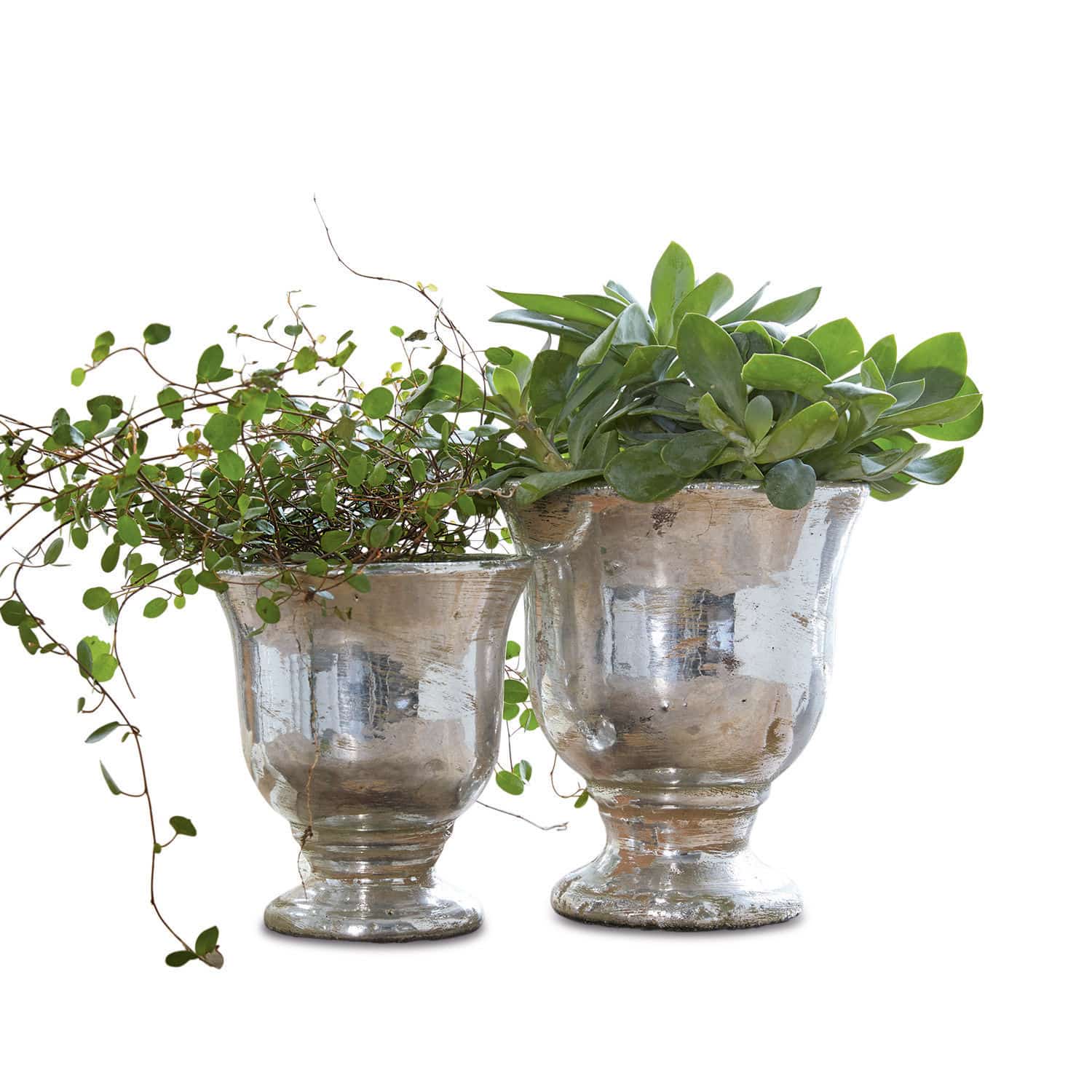Set de 2 maceteros Banon Dos macetas de vidrio plateado con plantas verdes, decoración para interiores y jardín