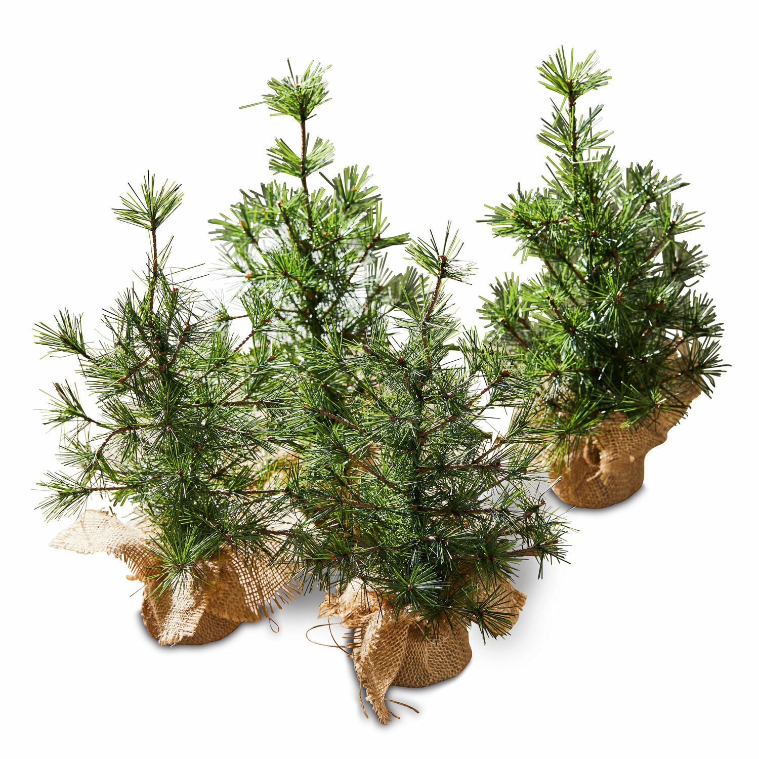 Set de 4 árboles decorativos Millies Pequeños pinos verdes en macetas con funda de yute para decoración navideña