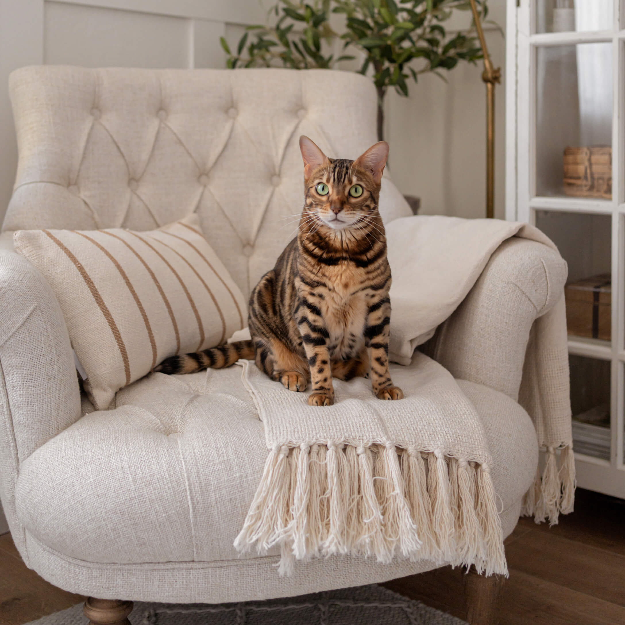 Gato atigrado marrón sentado en sillón beige de tela con manta con flecos y cojín a rayas