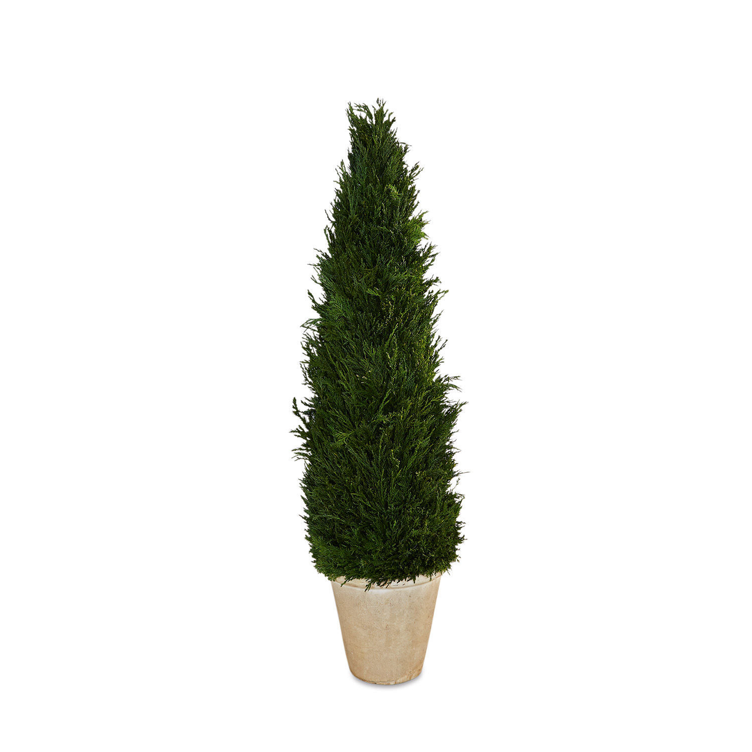 Planta decorativa Arras Planta conífera verde alta en maceta beige para terraza o jardín