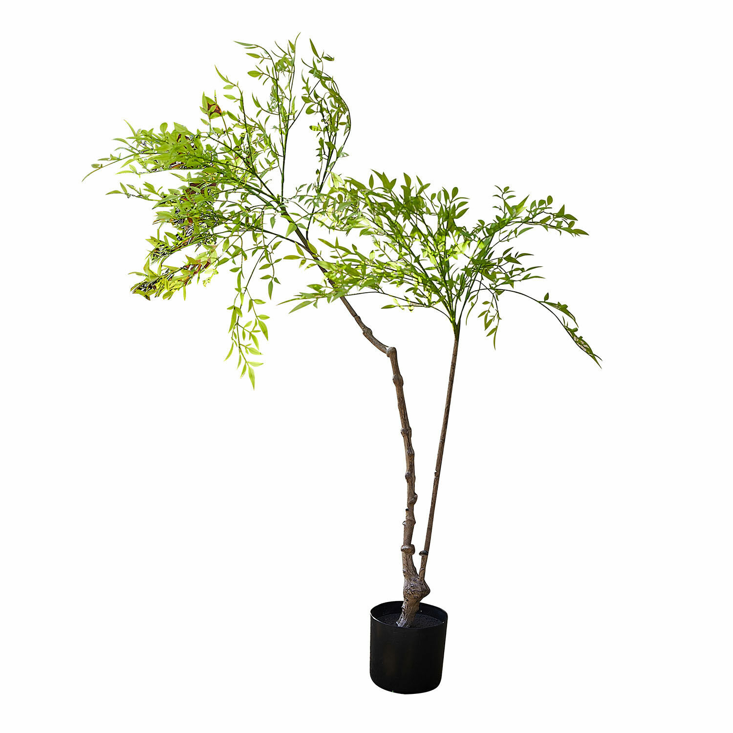 Planta decorativa en maceta de segunda opción Avenelle