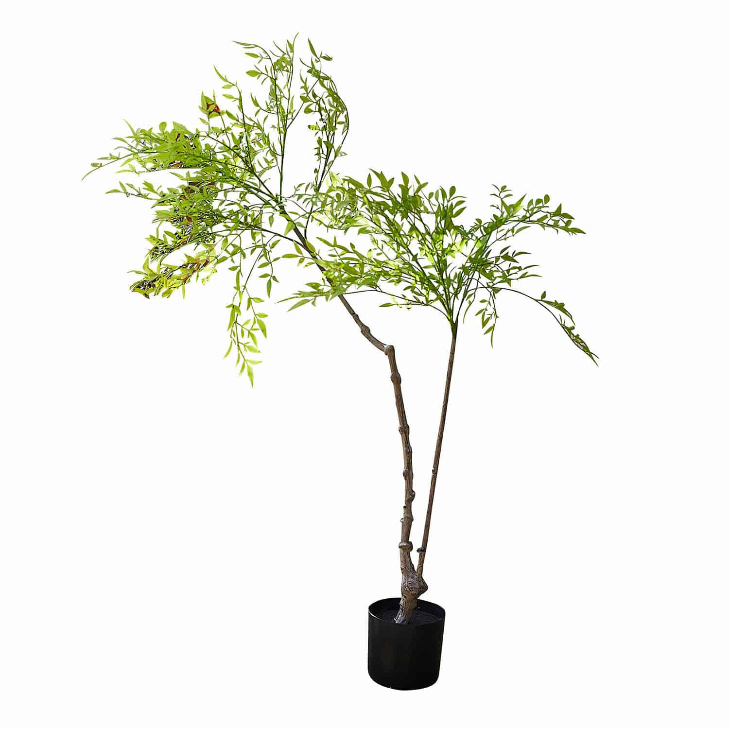 Planta decorativa en maceta de segunda opción Avenelle