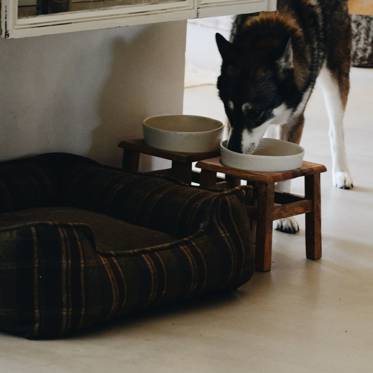 Perro bebiendo de un cuenco de cerámica sobre soporte de madera junto a cama marrón de tela
