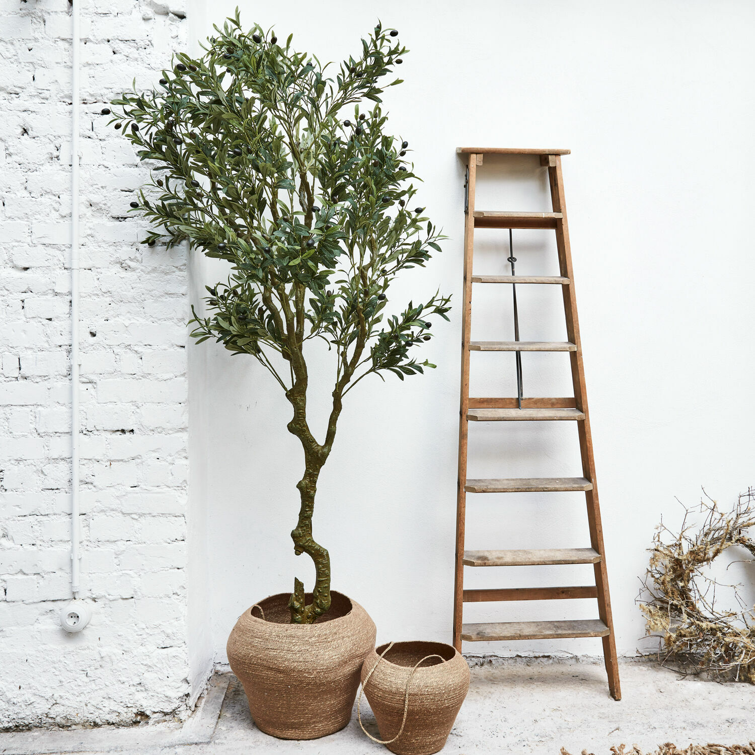 Planta decorativa Dambly