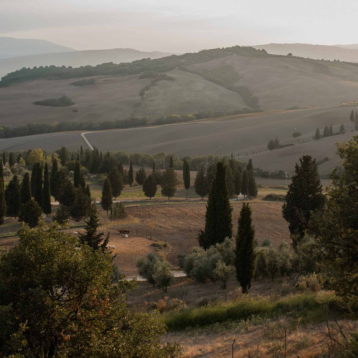 Paisaje toscano con colinas, cipreses y campos bajo la luz cálida del atardecer