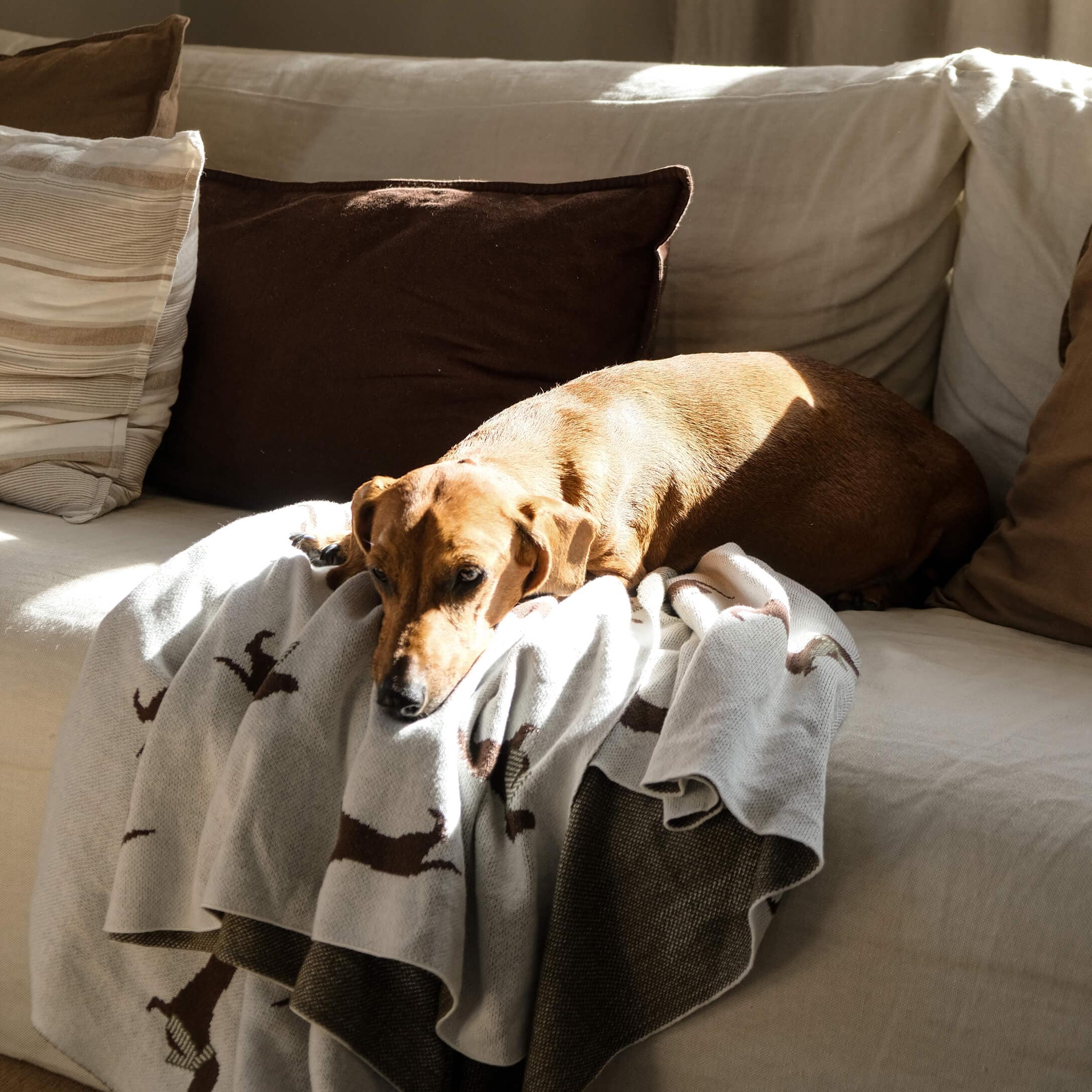 Perro marrón descansando en sofá claro sobre manta gris con diseño de perros, ambiente acogedor