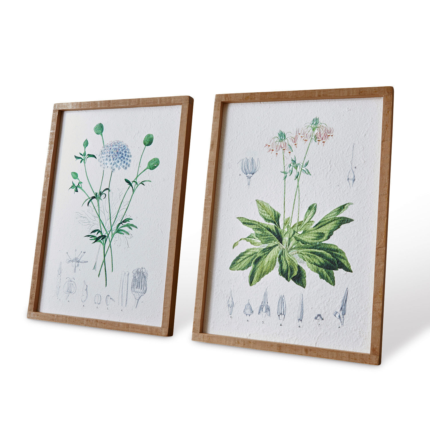 Set de 2 cuadros Botanic