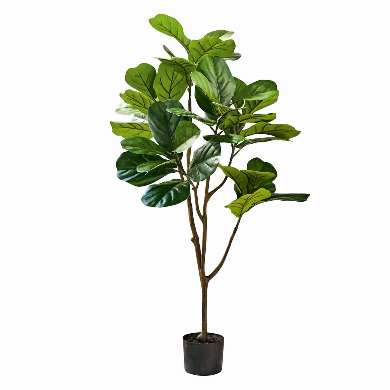 Planta decorativa en maceta Evolet