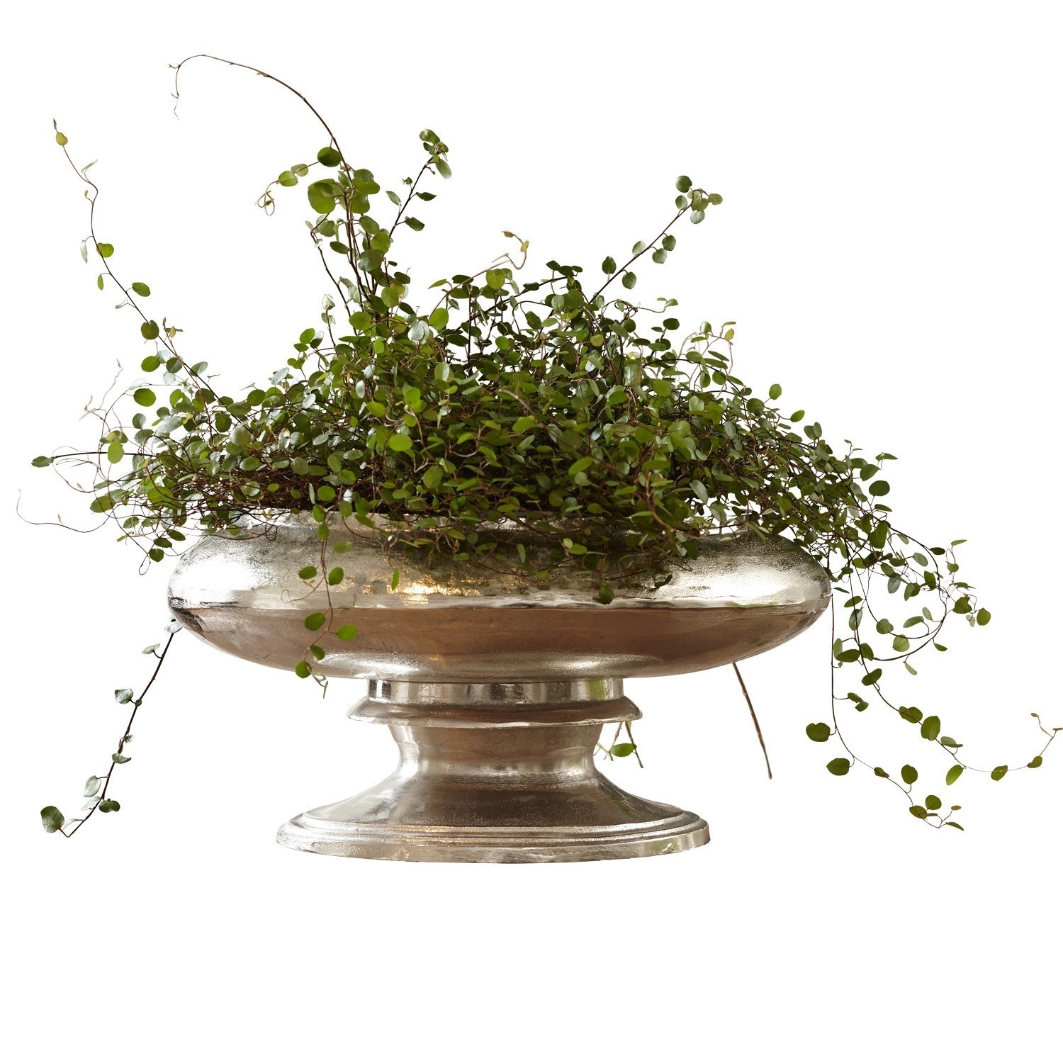 Jarrón Loyère Cuenco metálico plateado con planta trepadora verde, decoración elegante para interiores