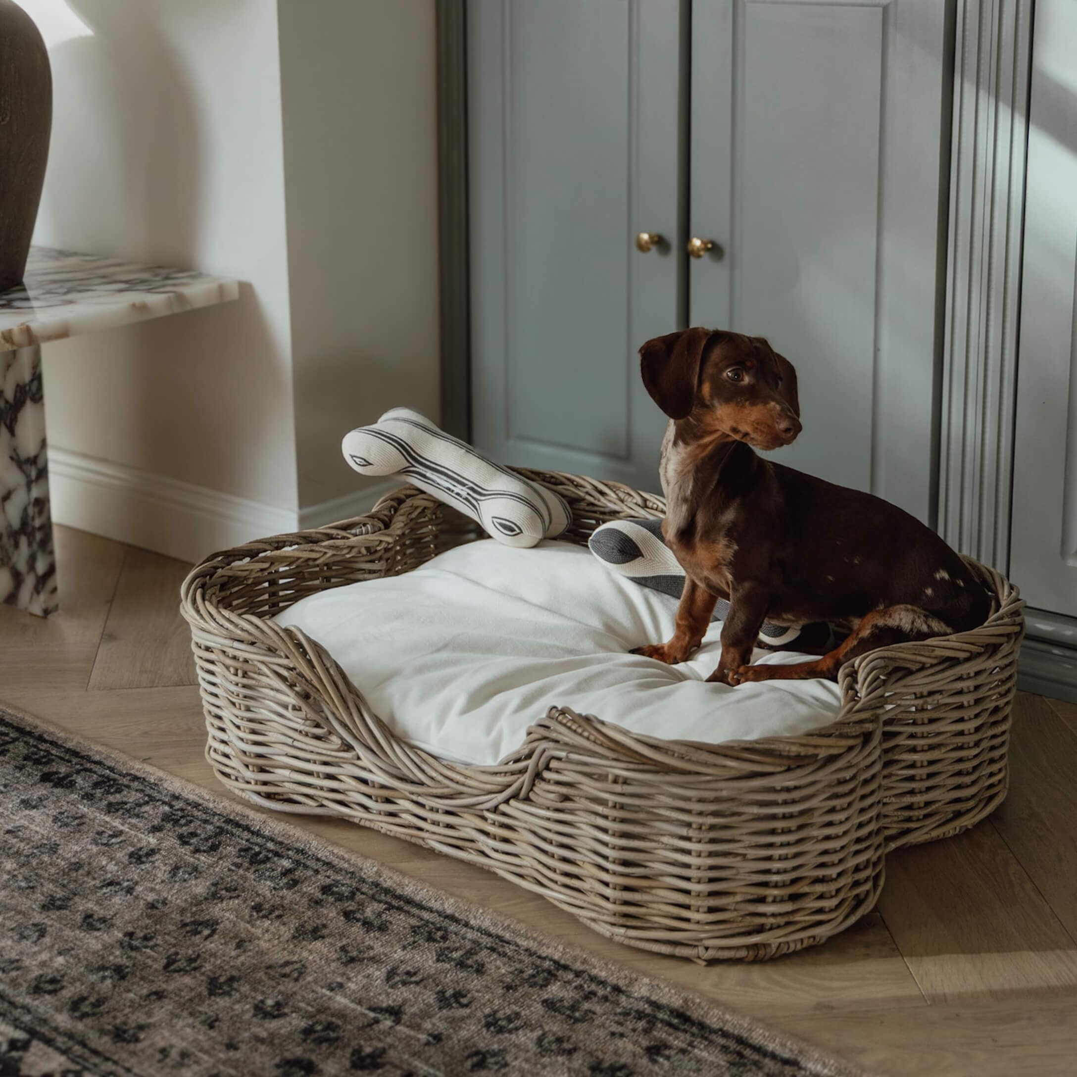 Teckel feliz en su cesta de ratán